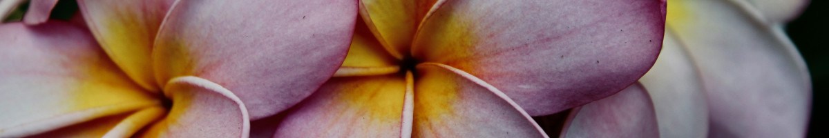 frangipani 2