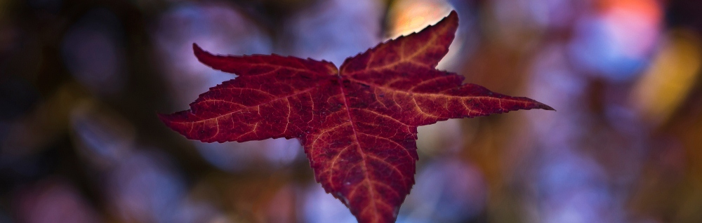 DP autumn leaf fall2